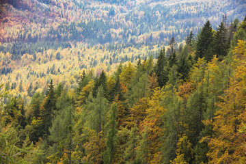 Colorful deciduous and coniferous trees in the magic forest.