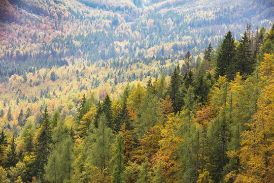 Fototapeta Colorful deciduous and coniferous trees in the magic forest.