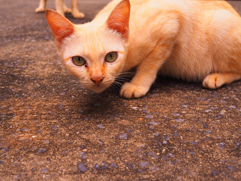 Yellow white stray little kittle sitting on grainy stone texture concrete road floor, bending head down, staring to camera, under warm sunlight shade shadow