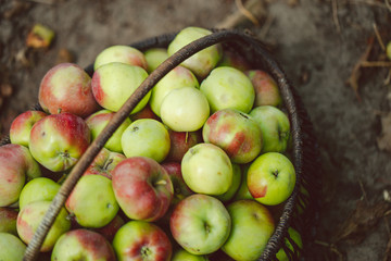 Apples in the basket. A natural fresh apples  in the basket , an ecological product. View from above. Harvest from apples