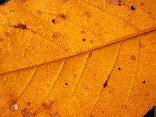 Yellow brown dry fallen leaf vein structure with black rotting spots and holes from sick tree, close up background