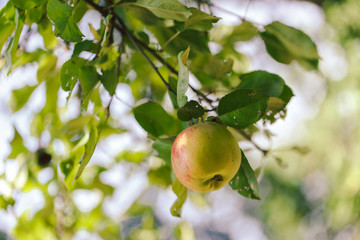 An apple on a branch. A natural fresh apple weighing on a branch, an ecological product. Apples on a branch in the sunlight