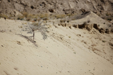 texture desert land sand dunes barkhans, deserts
