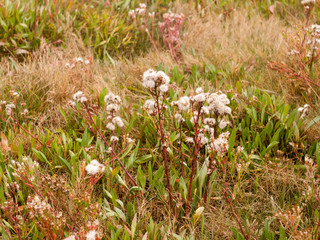 many white fluffy flower heads on plant in the grass background autumn