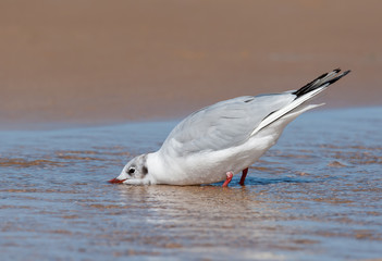 A black-headed gull drinking water on the beach