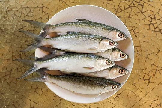 Fresh sardines on a plate