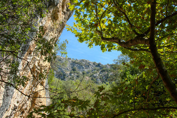Rock and olive trees against the sky