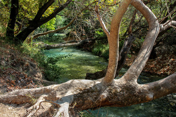 Trees over the emerald waters of the river