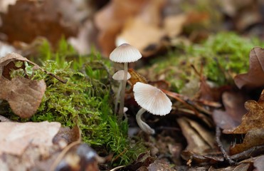 champignons