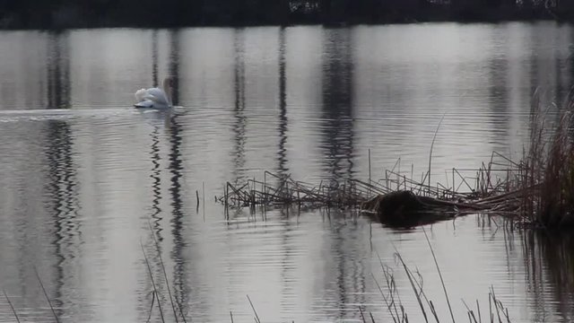 Cigno nello stagno