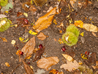brown ripe fresh sweet chestnuts on forest floor with green shells