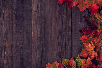 Naklejka na ściany i meble Beautiful multi-colored autumn leaves