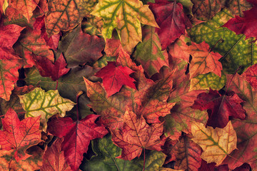 Beautiful multi-colored autumn leaves