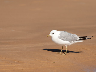 A common gull standing on the beach
