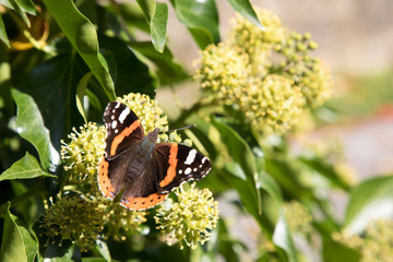 butterfly admiral in autumn