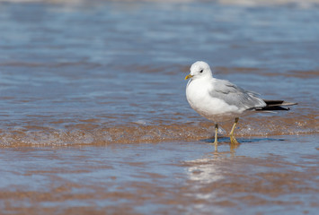 A common gull standing on the beach