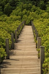 Fototapeta na wymiar The wood walkway at mangrove forest.