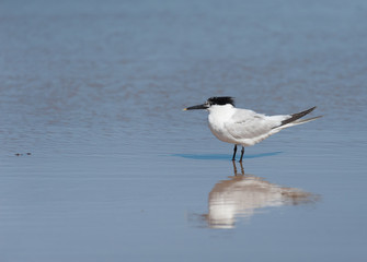 A sandwich tern standing on the beach