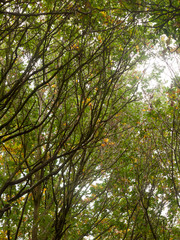 beautiful lush tree top scenery in autumn colours leaves fall outside country
