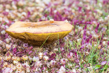 Edible mushroom surrounded by flowers