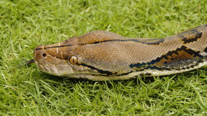 Python