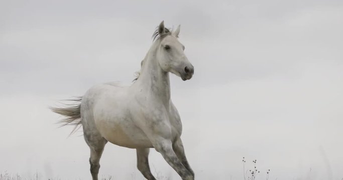 Wild white horse on the field running gallop