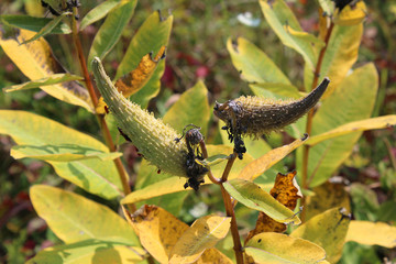 Fall leaves milkweed seed pods not yet open

