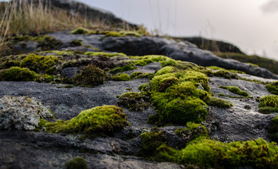 Moosflechte auf einem Stein