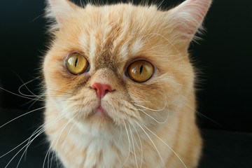 beautiful cat on a dark background