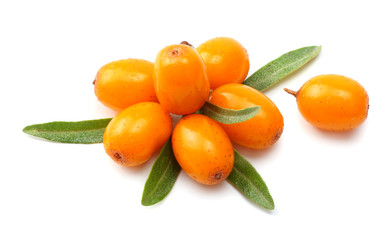 Sea buckthorn with green leaf isolated on white background