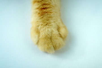 cat's red paw