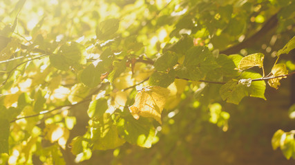 Sunshine on the Leaves of a Beech Tree, Nature Background Shallow Depth of Field Haze Horizontal Photography