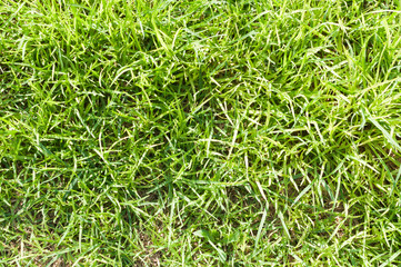abandoned grass