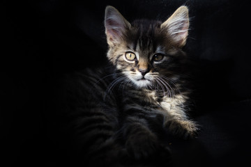 Fototapeta premium Kitten in the sunlight against black backgrounf looking into camera