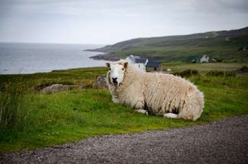Schaf in Schottland