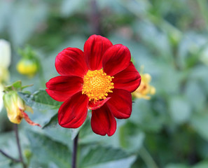 beautiful red flower on a green background