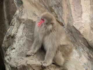 ニホンザル
