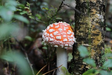 мухомор, mushroom