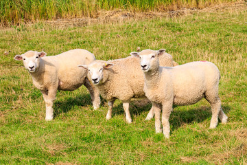 Three Sheep