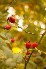 Healthy rose hip tea source vitamin C