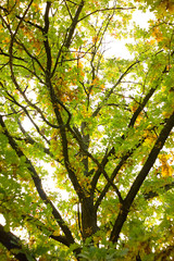 Autumn colors of nature.