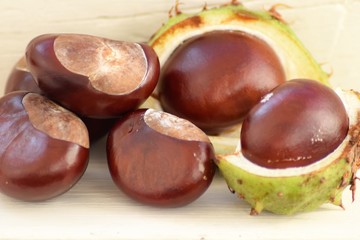 Chestnut background 