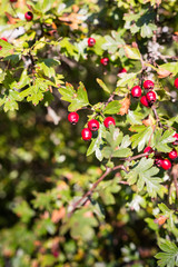 Red hawthorn berries in autumn