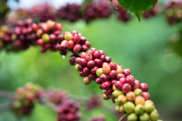 Coffee beans on tree