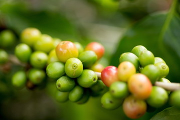 Organic red green  coffee cherries beans