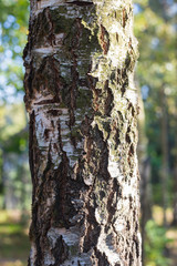 The birch bark close up