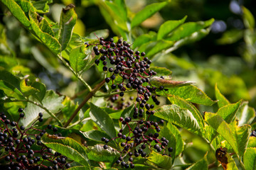 Black elderberry fruits(Sambucus nigra) close-up