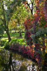 Végétation colorée d'Automne