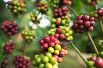 Coffee beans on tree