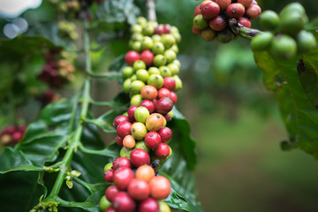 Coffee beans on tree